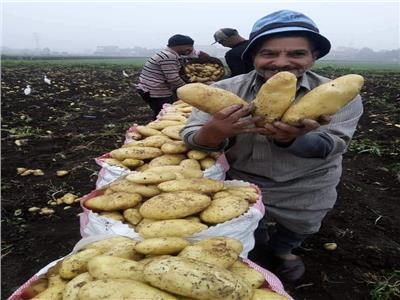 «الزراعة»: 5 توصيات لتخفيف تأثير الموجة الحارة على البطاطس ومحاصيل الخضر