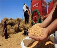 مركز بحوث الصحراء يؤكد: مخزون القمح يكفي لنهاية العام