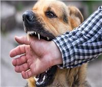 «داء الكلب» .. تعرف على أعراضه وكيفية العلاج من «العضة» 
