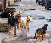 «الكلاب الضالة».. حيوانات أليفة بتهمة «توحش» 