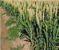 نقيب الفلاحين: الذرة الرفيعة أكثر المحاصيل الصيفية تأثر بارتفاع درجات الحرارة