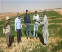 «بحوث الصحراء» حملات إرشادية لمزراعي القمح بالوادي الجديد
