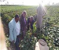  الإدارة المركزية لمكافحة الآفات تتابع محصول  البنجر وتوزيع تقاوي القمح في المنيا