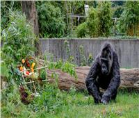 حديقة الحيوان في برلين تحتفل بعيد ميلاد أكبر غوريلا معمرة