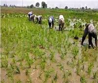 الزراعة : نستهدف زراعة مليون فدان بمحصول الأرز