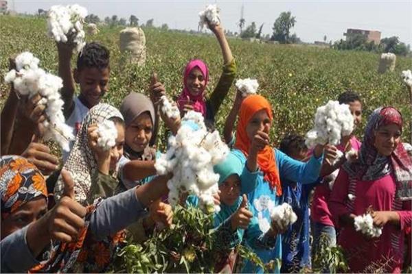 فرحة المزارعين بجنى القطن
