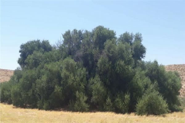 شجرة الزيتون المعمرة