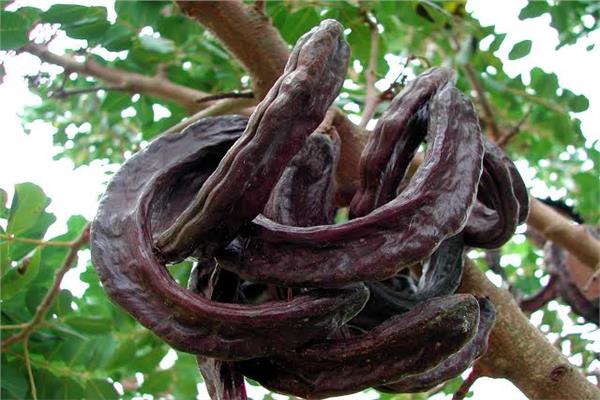 صورة موضوعية