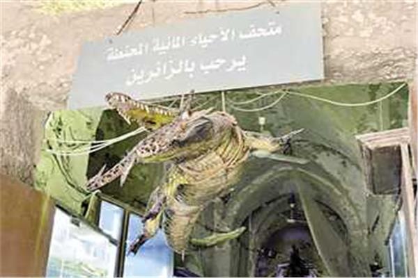 متحف الاحياء المائية بالإسكندرية 