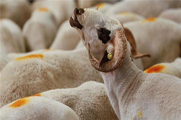صورة موضوعية