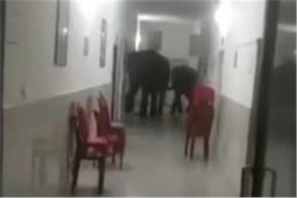 ثلاثة فيلة تتجول فى مستشفى فى الهند