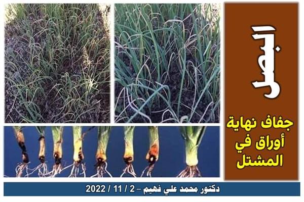 صورة توضيحية