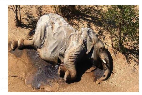 نفوق الفيلة في كينيا بسبب الجفاف