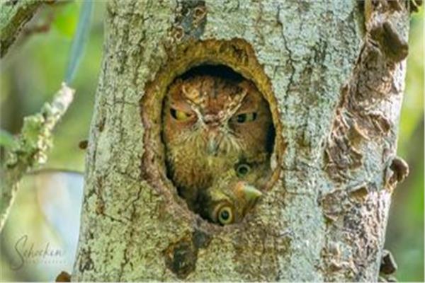 التعابير “الغاضبة” لأنثى طائر البوم داخل جذع شجرة