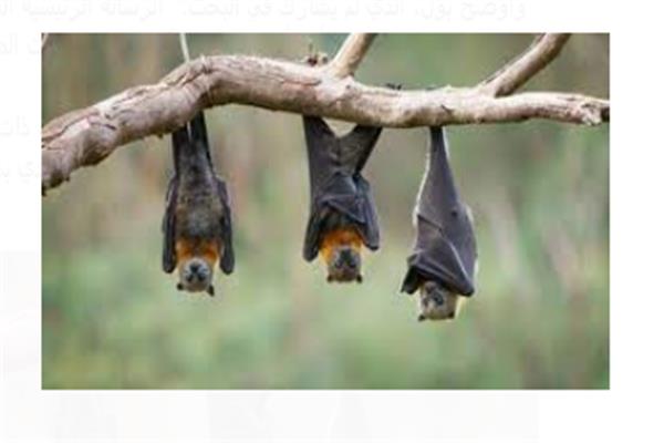 خفافيش من الصين تحمل فايروس كورونا