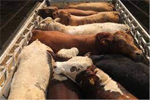 نفي انتشار الحمى القلاعية بين الماشية في مصر 