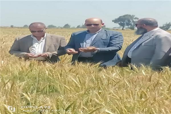  الدكتور محمد عبد العال رئيس قطاع استصلاح الاراضي  يقوم المرور على زراعات القمح 