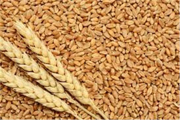 البورصة المصرية للسلع تطلق جلسة جديدة للتداول على القمح