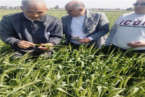 اللجنة خلال متابعة محصول القمح 