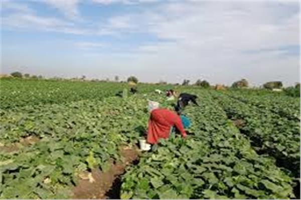 العاملات الزراعيات في مصر