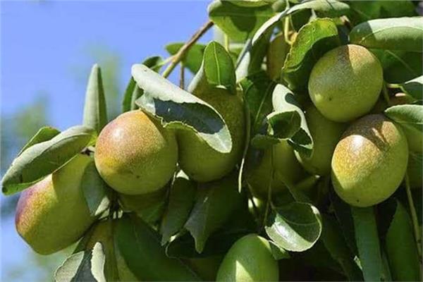 ورة ارشيفية لنبات الجوجوبا