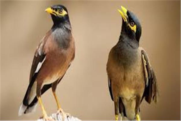 طائر المينا