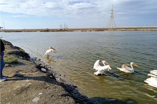 جهود وزارة البيئة للحفاظ على الطيور المهاجرة والتنوع البيولوجي.