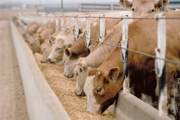 قطاع تنمية الثروة الحيوانية