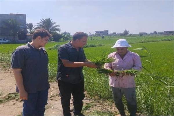 الزراعة تنفذ يوم حقل للنهوض بإنتاجية محصول الأرز