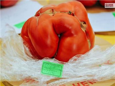 مدينة روسية تسجل أكبر حبة طماطم بوزن 2.2 كيلو جرام