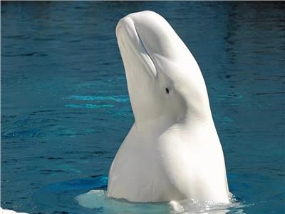  “الحوت الأبيض” في المحيط الهادي بعد اختفاءه لأكثر من 80 عام