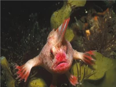 سمكة نادرة “ذات يدين” تظهر في أستراليا بعد 22 عاما من الاختفاء