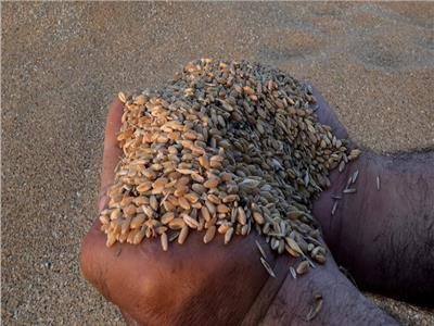 الإمارات تصدر قرارا  بوقف تصدير القمح ذي المنشأ الهندي