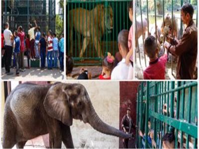 حديقة الحيوان تزدحم بزواها ورحلات عائلية بكورنيش النيل
