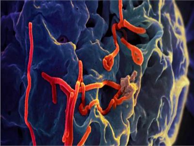 الصحة العالمية تعلن عن علاجين فعالين لفيروس إيبولا