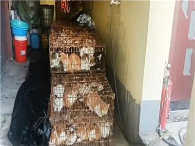 انقاذ 150 قطة من موائد عشاء الصينيين