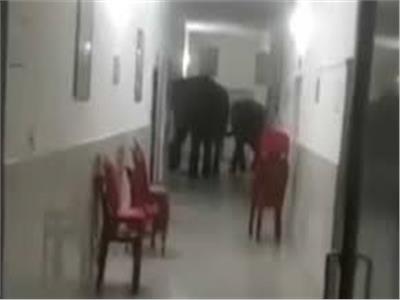هل ترغب فى الفحص الطبى .. ثلاثة فيلة تتجول فى مستشفى فى الهند