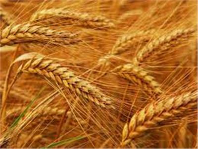 أوكرانيا.. خطة لتصدير الحبوب بقيمة 150 مليون دولا لهذه الدول