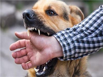 «داء الكلب» .. تعرف على أعراضه وكيفية العلاج من «العضة» 
