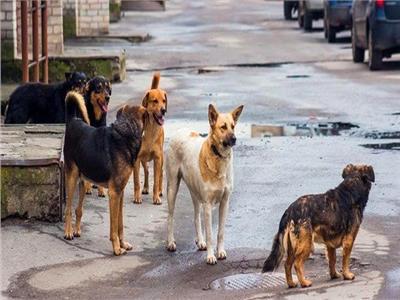 «الكلاب الضالة».. حيوانات أليفة بتهمة «توحش» 