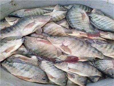 استقرار أسعار الأسماك في سوق العبور الخميس 12 يناير