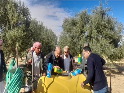  «بحوث الصحراء» يطلق حملة إرشادية لمكافحة آفات الزيتون بسيناء