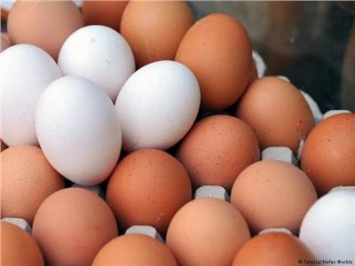 الزراعة تطرح بيض المائدة بأسعار مخفضة
