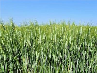 الزراعة: 5 توصيات لمزارعي القمح خلال شهر فبراير