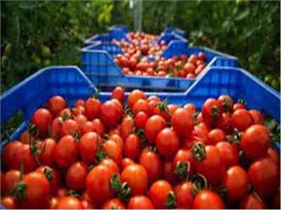 ايطاليا وبريطانيا تستغنى عن الطماطم بسبب أرتفاع أسعار الطاقة
