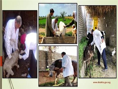  «بيطري الشرقية» يُحصن 450 ألف رأس ماشية للوقاية من مرضى الحمى القلاعية والوادي المتصدع  