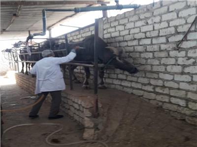 تحصين 50 الف رأس ماشية  ضد مرضى الحمي القلاعية وحمي الوادي المتصدع بالأقصر