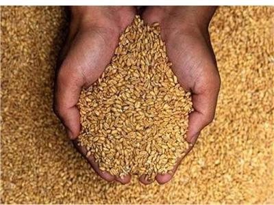 المنيا : توريد 5661 طن من محصول القمح بالشون والصوامع الحكومية