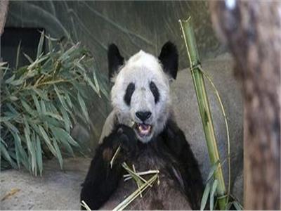 الباندا (يا يا) تتسبب فى زيادة توتر العلاقات بين واشنطن والصين