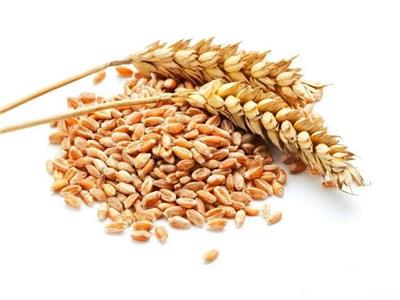 «التموين» تواصل استلام القمح المحلي اليوم 